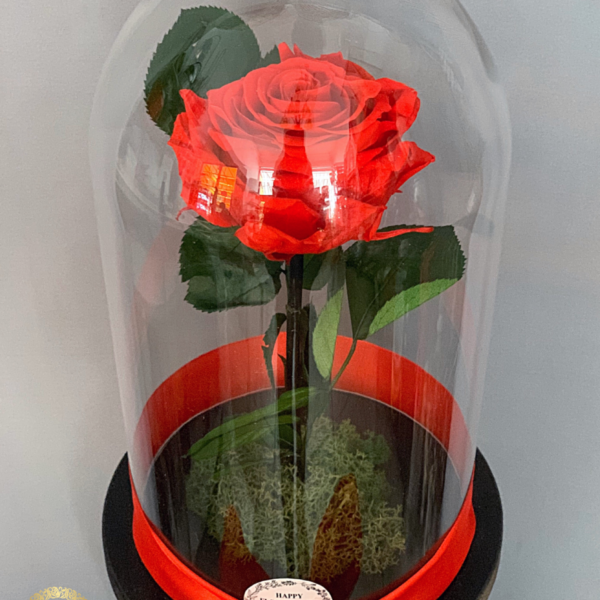 Trandafir Rosu Criogenat